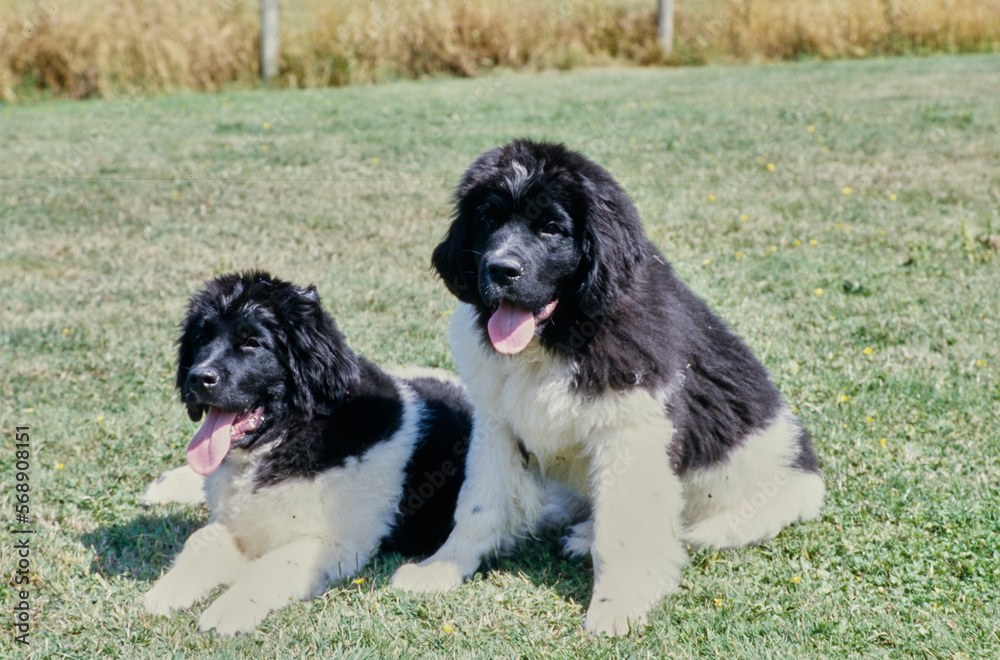 Two Newfoundlands sitting in field with tongues out on a sunny day Two Newfoundlands sitting in field with tongues out on a sunny day