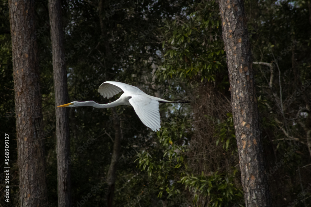 Naklejka premium Great Egret in Flight