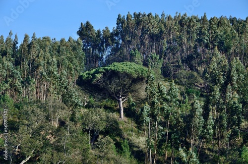 Pinos en la Ribera del Seixe, Odeceixe photo