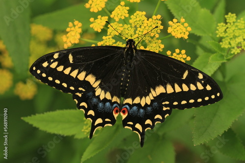 Photos Short tailed swallowtail butterfly (papilio brevicauda) with golden alexanders f