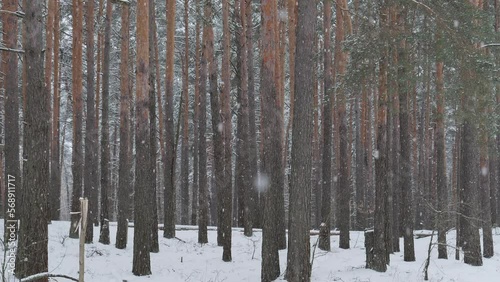 snowy winter in a pine forest it is snowing tree branches in the snow