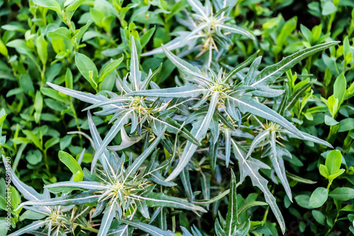 Xanthium spinosum is a species of flowering plant in the aster family known by many common names, including spiny cocklebur, prickly burweed and Bathurst burr.