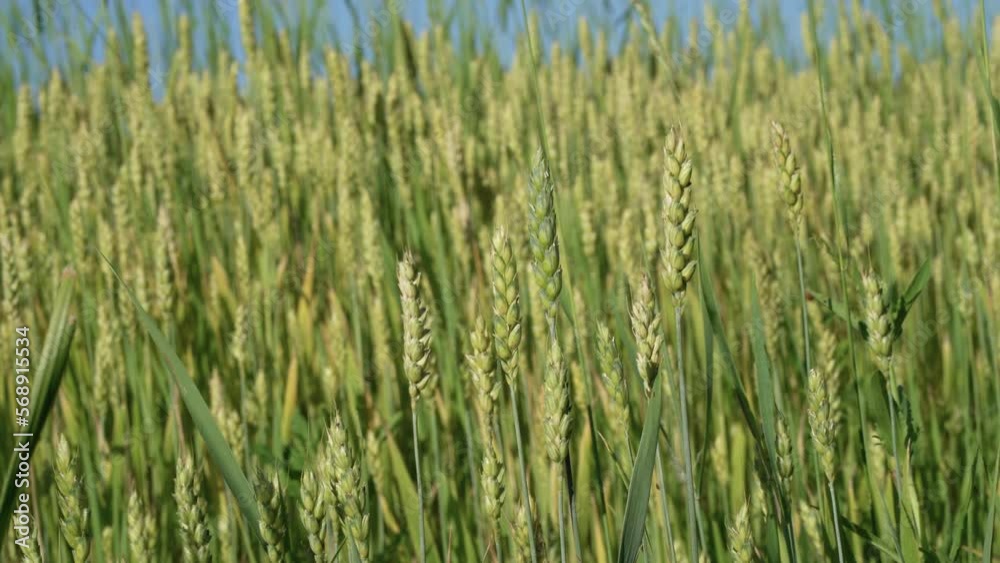 Green wheat field that has yet to mature. village outskirts