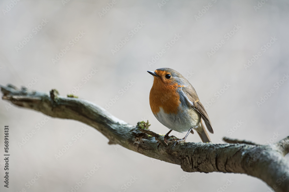 Robin perched on a branch Robin perched on a branch