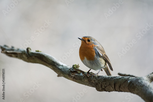Robin perched on a branch © Marc Andreu
