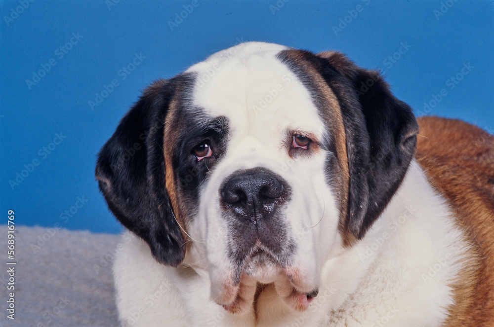 Close up of St. Bernard on blue background