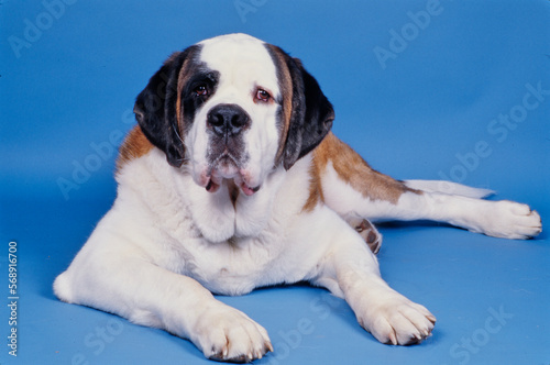 St. Bernard on blue background laying down and looking ahead