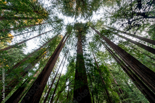 Muir Woods