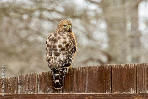 common buzzard buteo