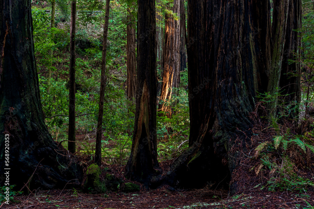 Obraz premium Muir Woods