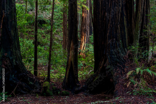 Muir Woods