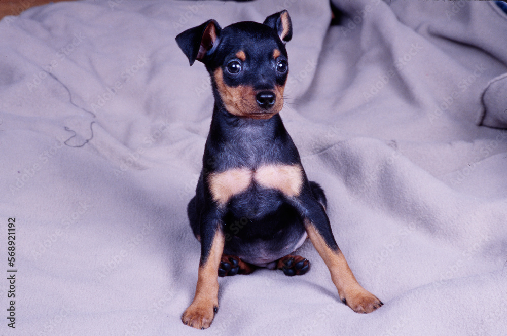 Mini Pinscher on grey blanket