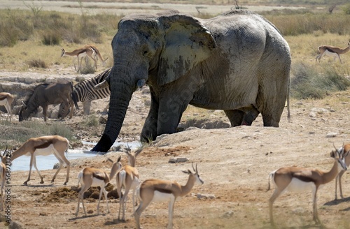 Photography herd of elephants