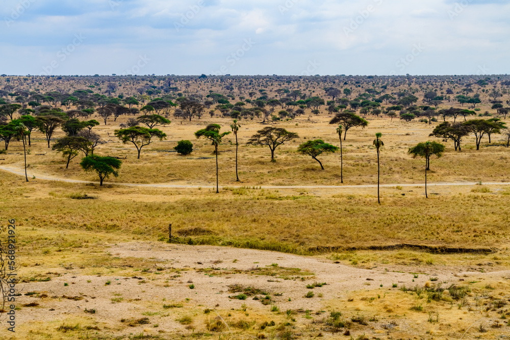 Fototapeta premium Landscape at the Serengeti national park, Tanzania. Wildlife photo