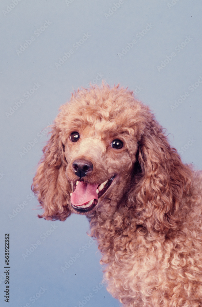 Mini Poodle on a blue background Mini Poodle on a blue background