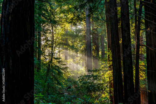 Muir Woods photo
