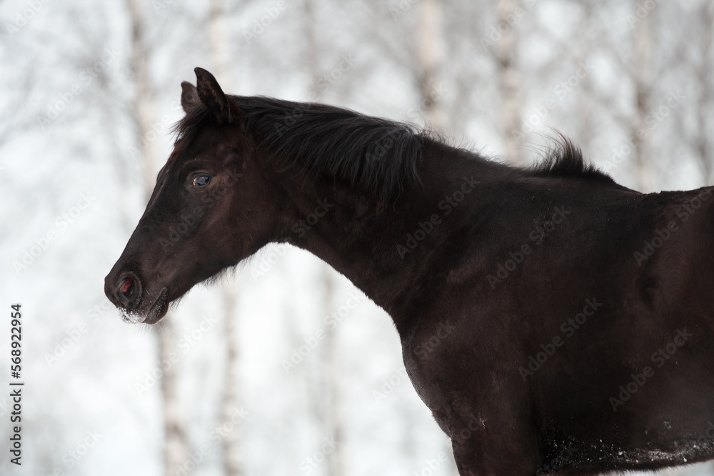 Obraz premium portrait of black beautiful colt 6 month old posing at snowy field. close up. cloudy winter day