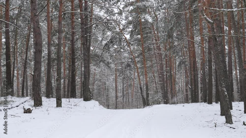 snowy winter in a pine forest it is snowing tree branches in the snow snowy winter in a pine forest it is snowing tree branches in the snow