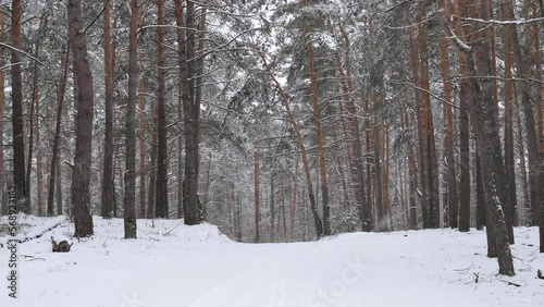 snowy winter in a pine forest it is snowing tree branches in the snow
