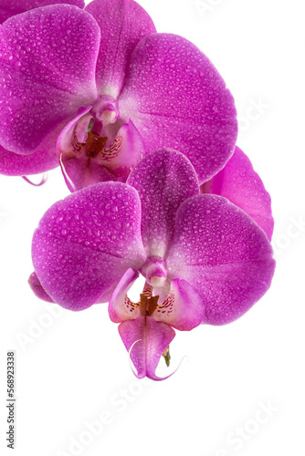 orchid pink flower with water drops