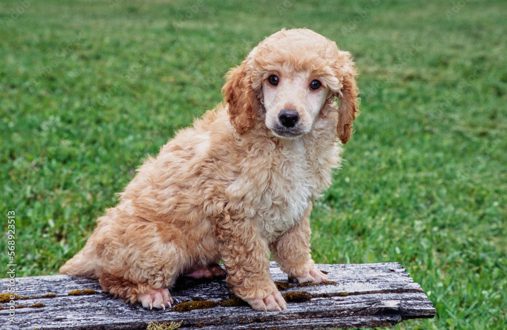 Mini Poodle puppy on plank in grass Mini Poodle puppy on plank in grass