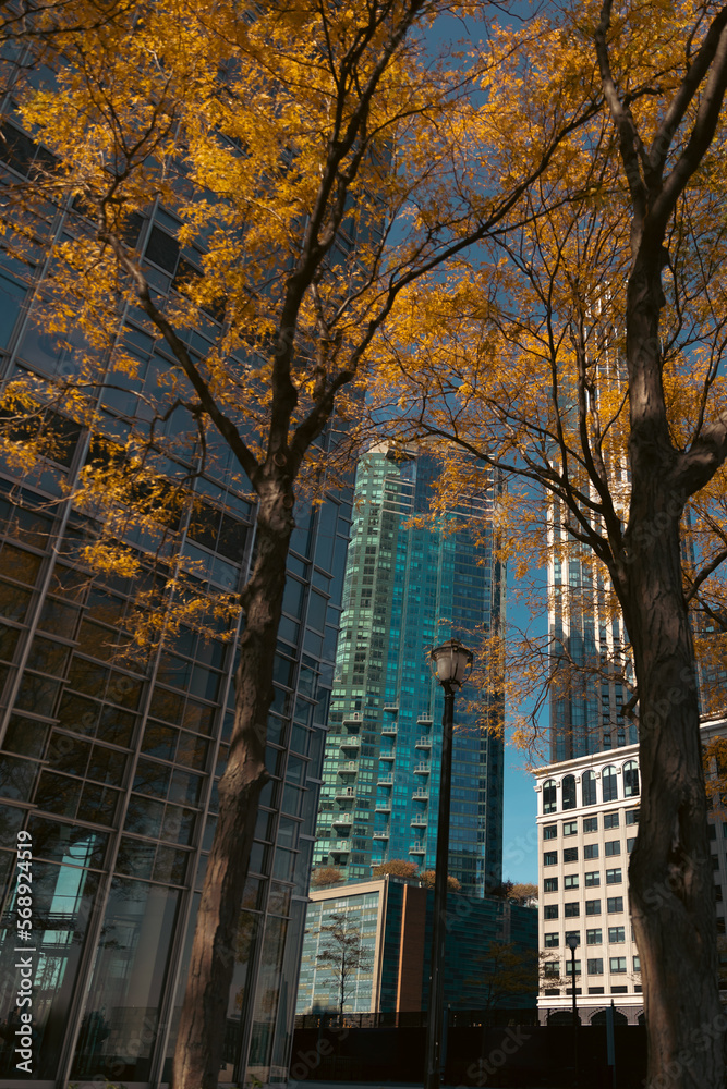 modern buildings near trees with autumn leaves in Manhattan district of New York City.