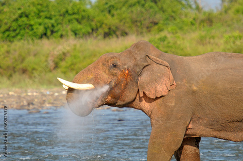 Elephant sprinkling water in Jim Corbett National Park, India photo
