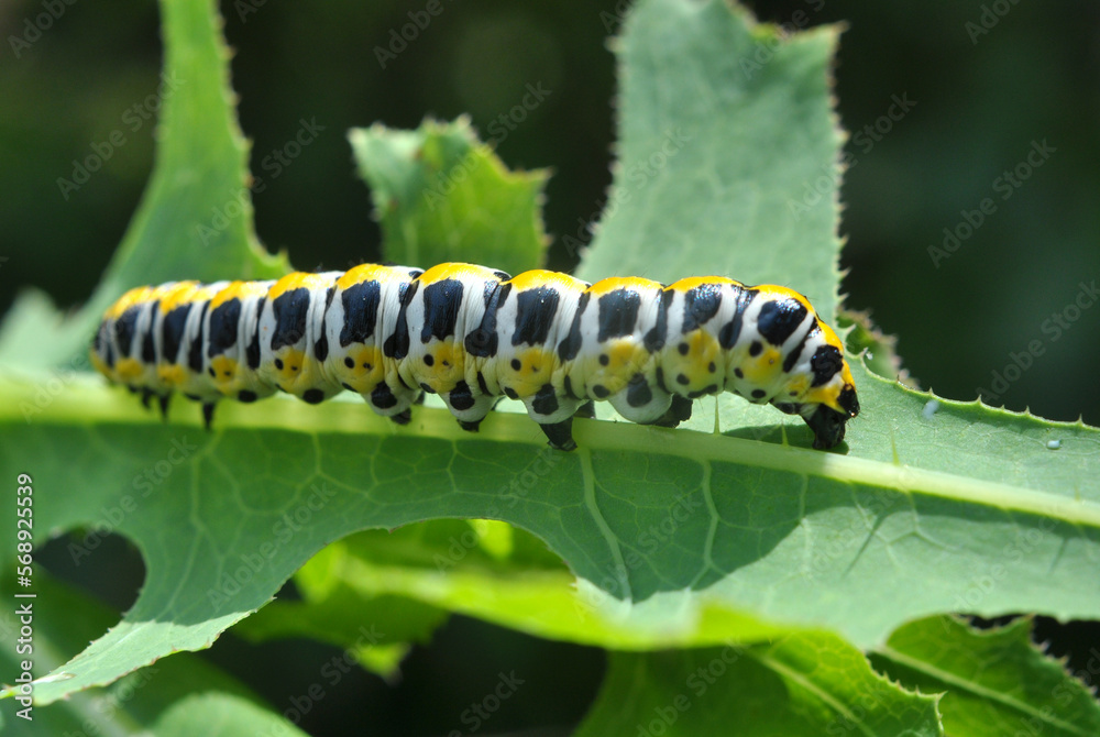 In nature, the plant caterpillars butterfly Cucullia (Cucullia) pustulata In nature, the plant caterpillars butterfly Cucullia (Cucullia) pustulata