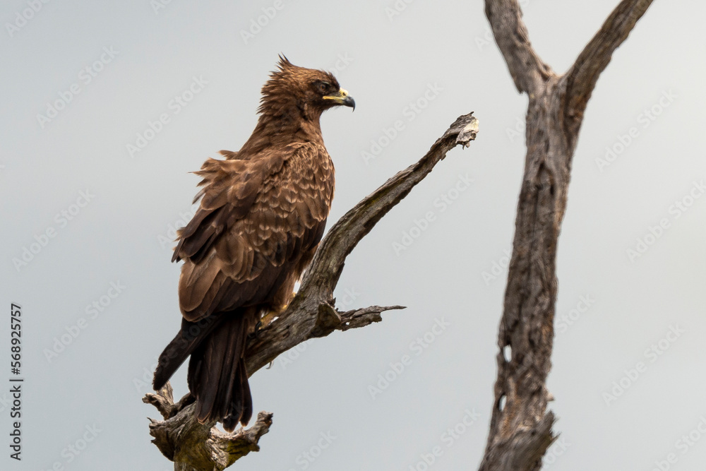 Fototapeta premium Aigle de Wahlberg, .Hieraaetus wahlbergi, Wahlberg's Eagle