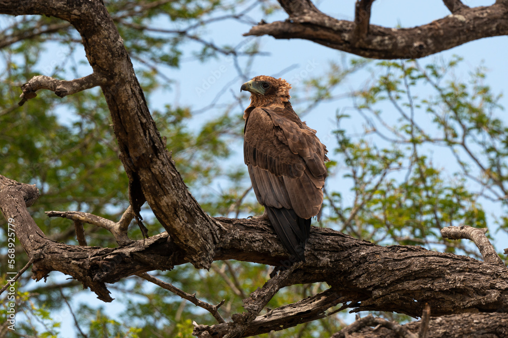 Bateleur des savanes, Aigle bateleur, Terathopius ecaudatus, Bateleur Bateleur des savanes, Aigle bateleur, Terathopius ecaudatus, Bateleur