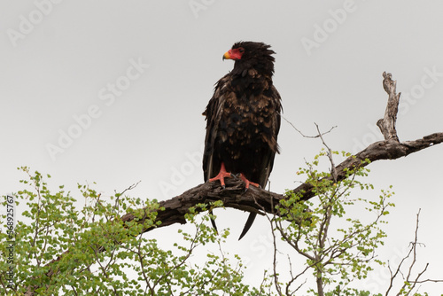 Bateleur des savanes, Aigle bateleur, Terathopius ecaudatus, Bateleur