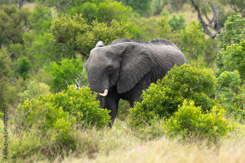 Éléphant d'Afrique, Loxodonta africana, Parc national Kruger, Afrique du Sud