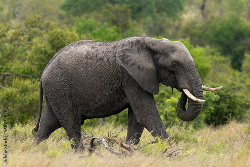   l  phant d Afrique  Loxodonta africana  Parc national Kruger  Afrique du Sud