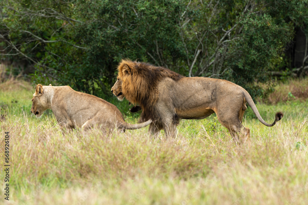 Obraz premium Lion, femelle, mâle, lionne, accouplement, Panthera leo, Afrique