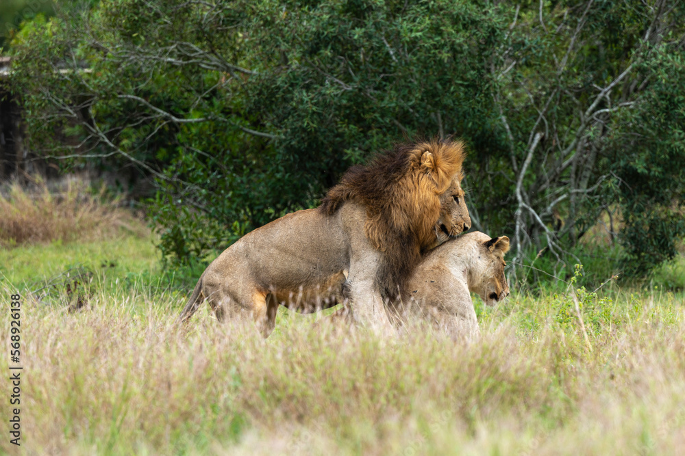 Lion, femelle, mâle, lionne, accouplement, Panthera leo, Afrique Lion, femelle, mâle, lionne, accouplement, Panthera leo, Afrique