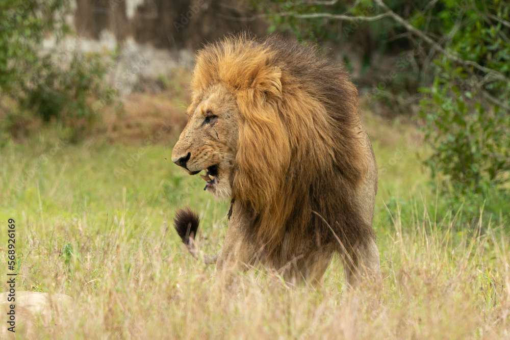 Lion, mâle, Panthera leo, Parc national du Kruger, Afrique du Sud