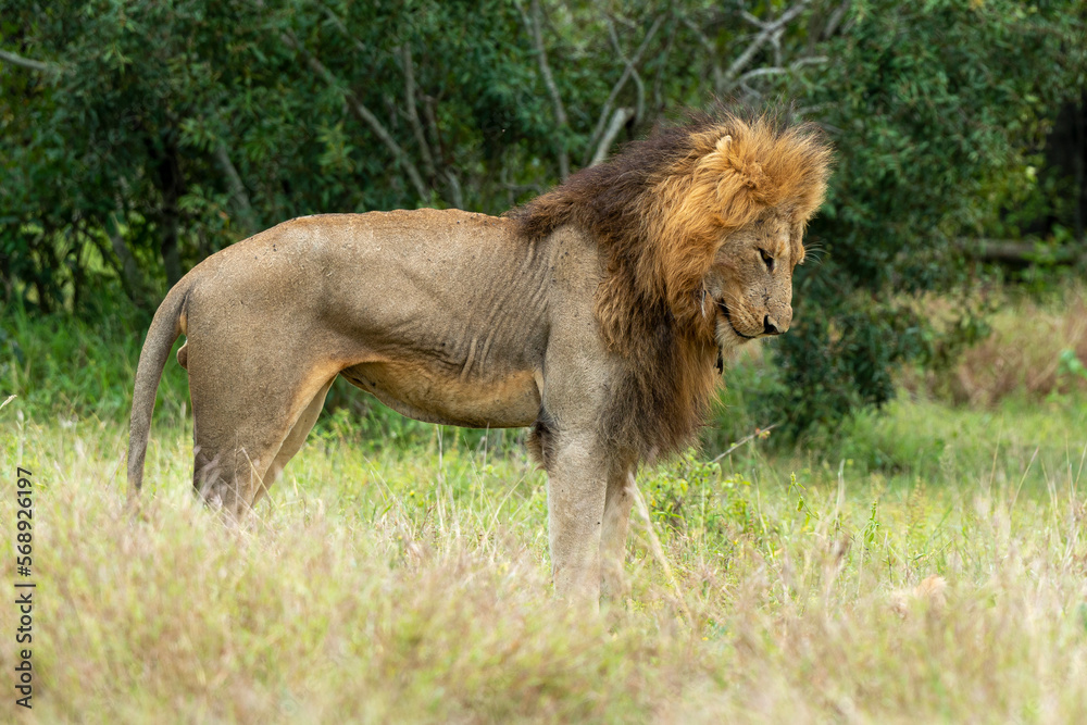 Lion, mâle, Panthera leo, Parc national du Kruger, Afrique du Sud Lion, mâle, Panthera leo, Parc national du Kruger, Afrique du Sud