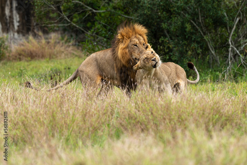 Fototapeta Naklejka Na Ścianę i Meble -  Lion, femelle, mâle, lionne, accouplement, Panthera leo, Afrique