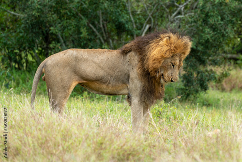 Lion  m  le  Panthera leo  Parc national du Kruger  Afrique du Sud