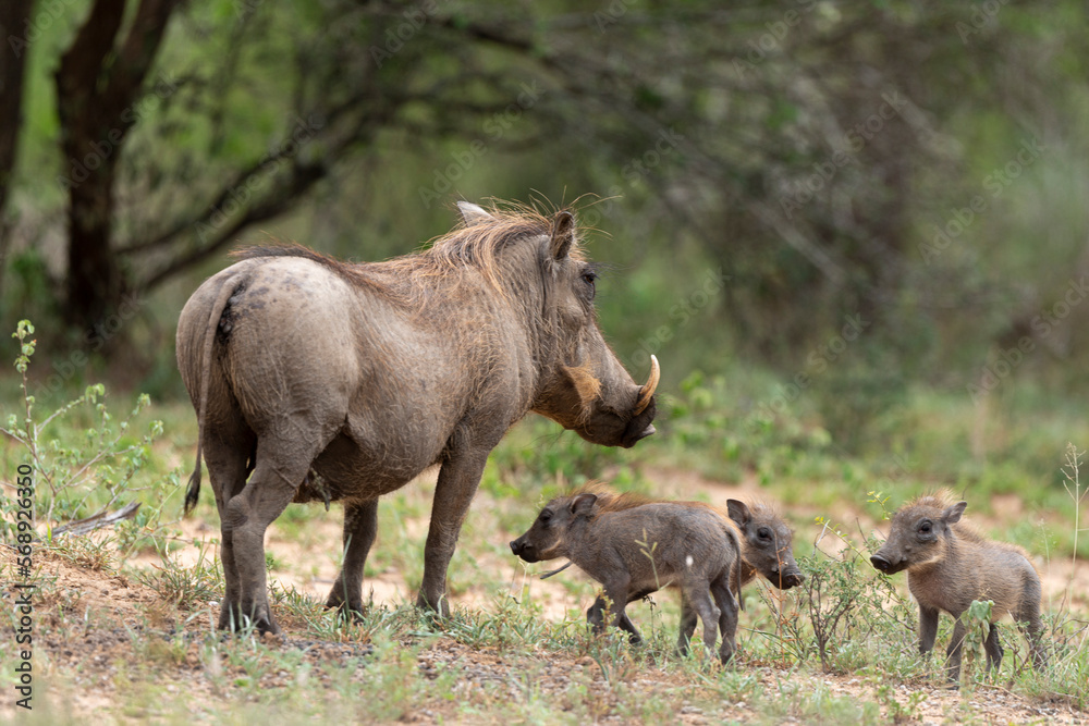 Phacochère commun, Phacochoerus africanus, Afrique du Sud