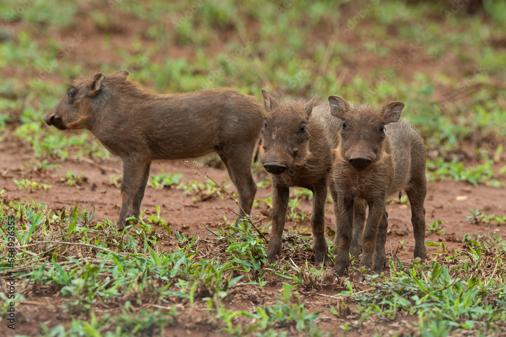 Phacochère commun, Phacochoerus africanus, Afrique du Sud Phacochère commun, Phacochoerus africanus, Afrique du Sud