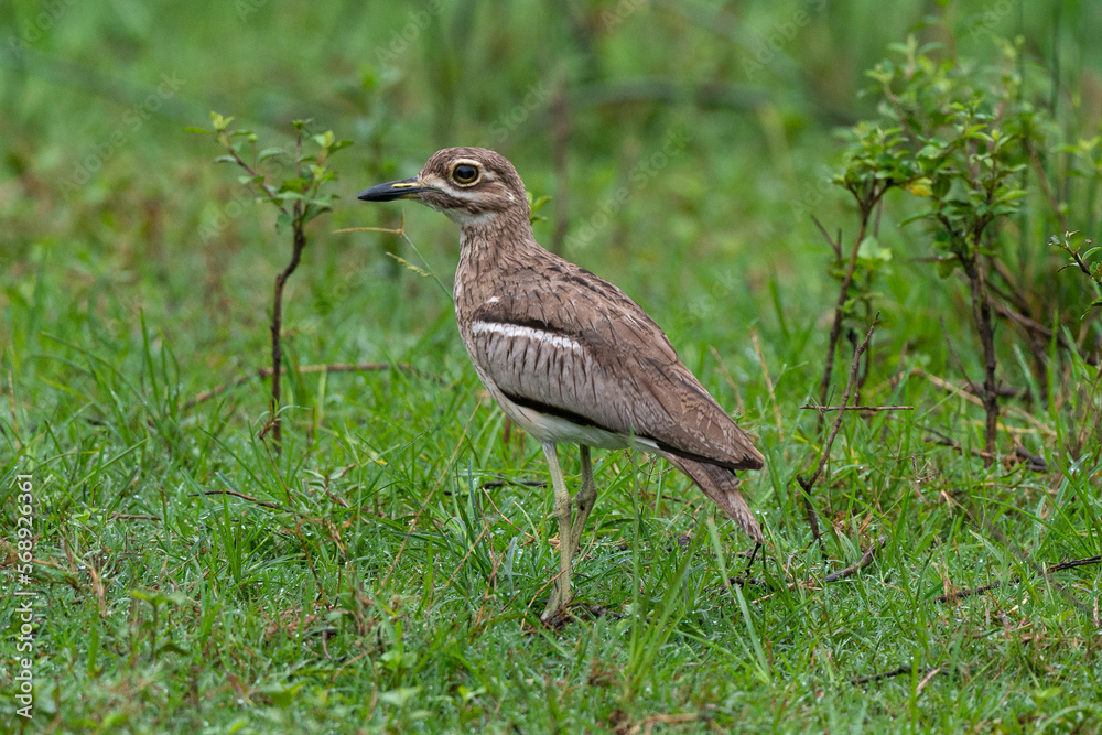 Naklejka premium Oedicnème vermiculé,.Burhinus vermiculatus, Water Thick knee