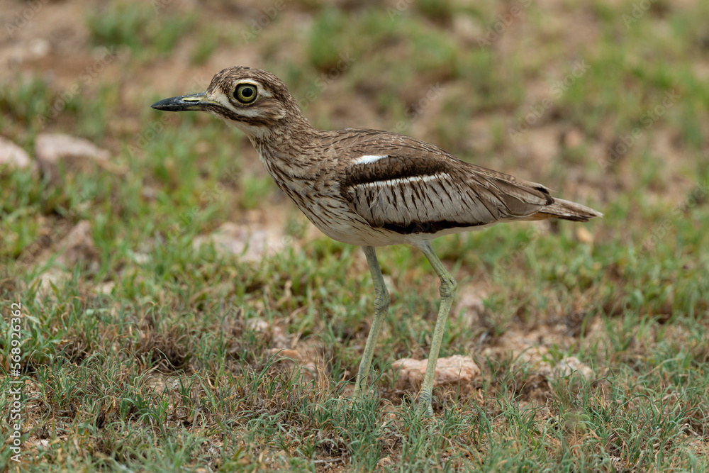 Oedicnème vermiculé,.Burhinus vermiculatus, Water Thick knee Oedicnème vermiculé,.Burhinus vermiculatus, Water Thick knee