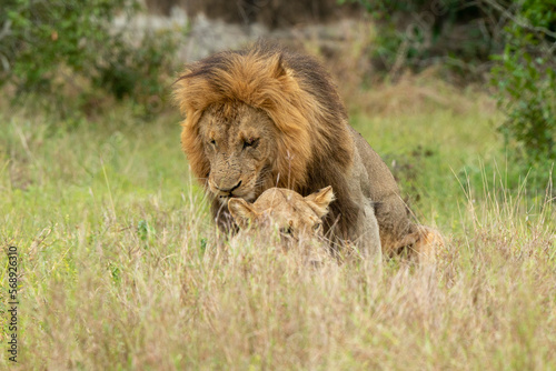 Lion  femelle  m  le  lionne  accouplement  Panthera leo  Afrique