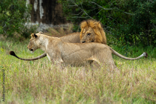 Lion  femelle  m  le  lionne  accouplement  Panthera leo  Afrique