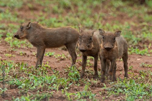 Phacoch  re commun  Phacochoerus africanus  Afrique du Sud