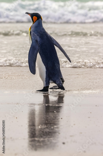 Volunteer Point  Falkland Islands  UK