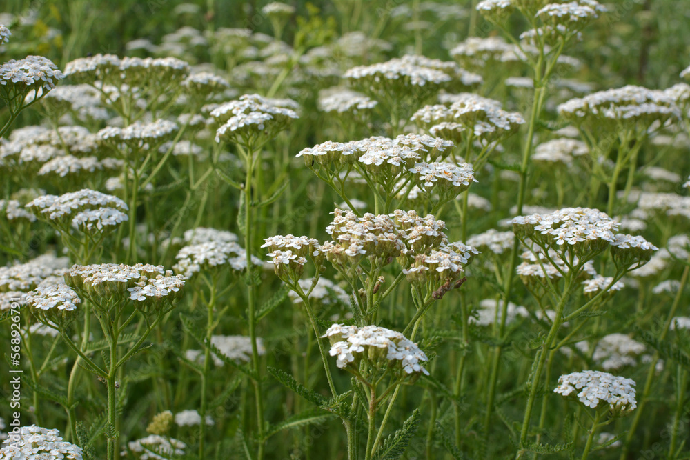 Fototapeta premium Yarrow (Achillea) blooms naturally in the grass
