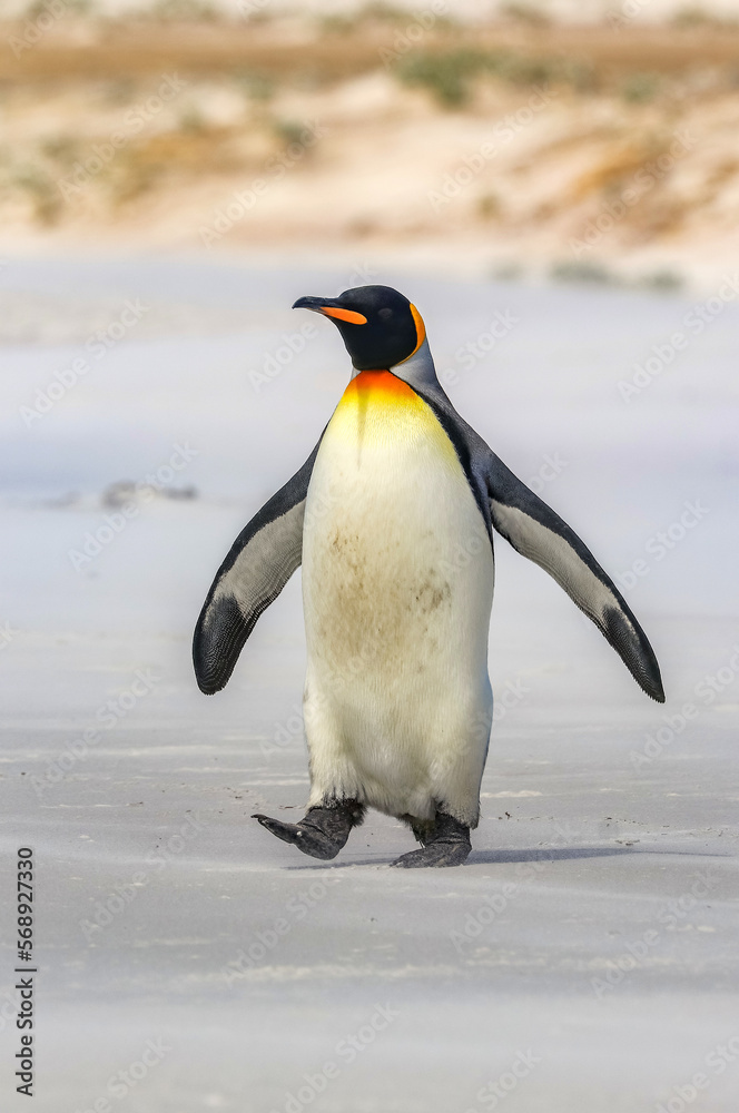 Fototapeta premium Volunteer Point, Falkland Islands, UK