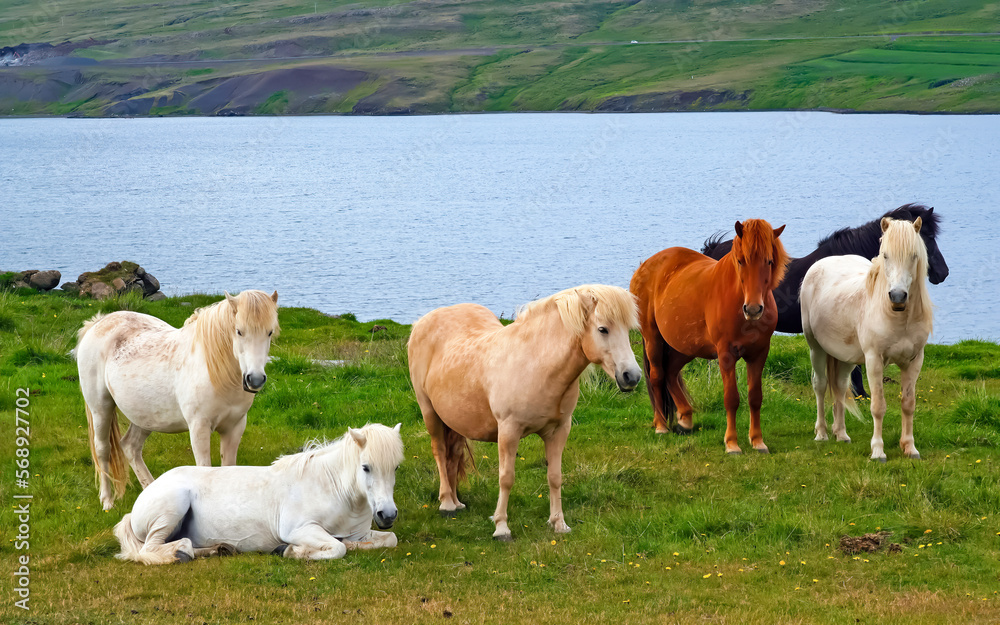 Herd wild icelandic horses on green meadow at lake in idyllic landscape - Iceland Herd wild icelandic horses on green meadow at lake in idyllic landscape - Iceland